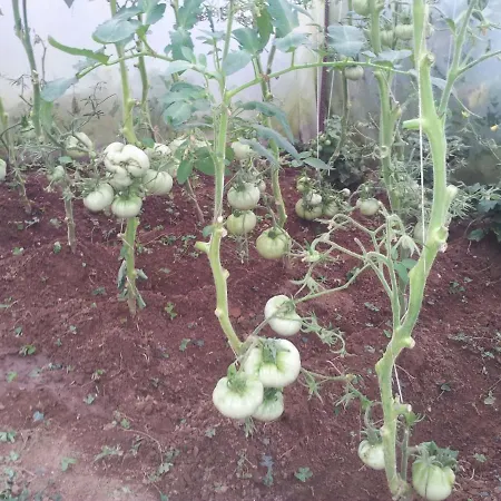 Palatina Vandrarhem Bolgues