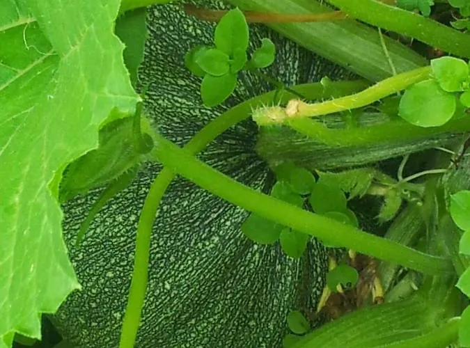 Hostel Palatina Bolgues