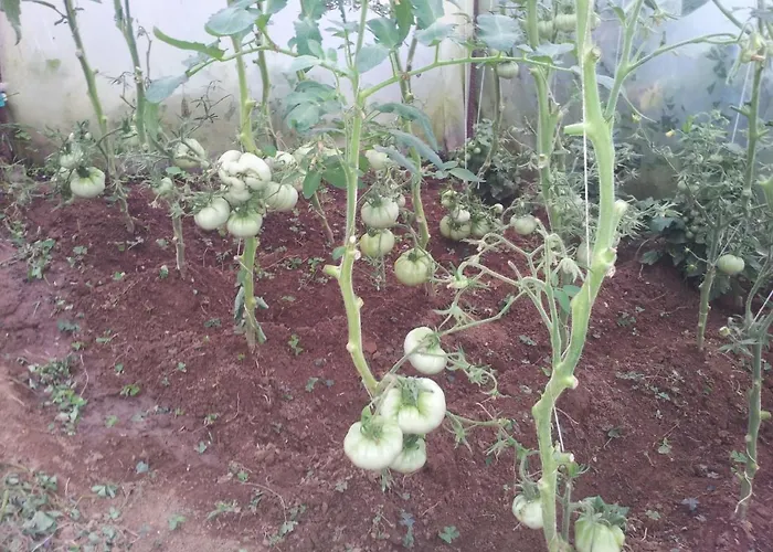 Palatina Hostel Bolgues